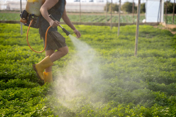 Best Mosquito Control Services  in Pinardville, NH